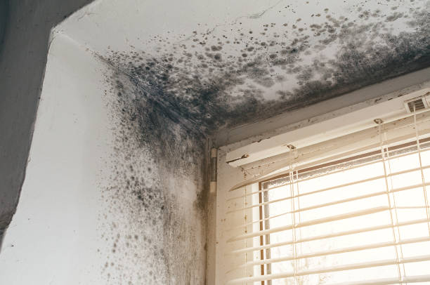 Affordable Mold Cleanup solutions in Oak Park, MI